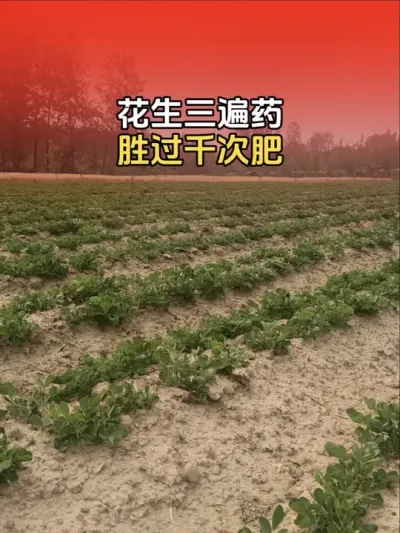 花生三遍药分别在什么时候打？#花生高产种植 #分享农业知识帮农民增产增收 #花生种植 #花生高产管理 #花生种植小技巧