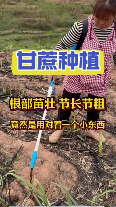 甘蔗想要产量品质双丰收，一定不要错过甘蔗施肥的关键期#三农 #甘蔗施肥方法 #甘蔗 #甘蔗种植