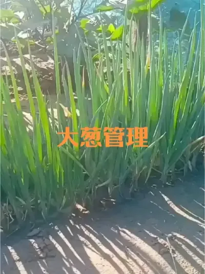 ���׷��������ˮ#���