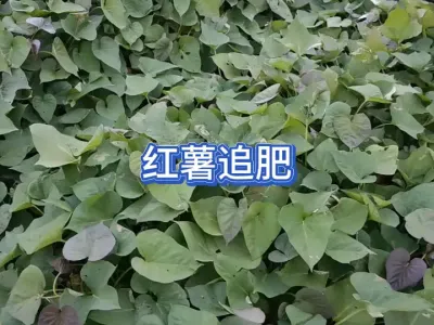 ����ʲôʱ������׷������ʲô���Ͻ�Ĵ��������ע��׷��ʱ�� #��ũ #��ũ������ #�߲�ݪֲ #��̬ũҵ #�ֺ��� 