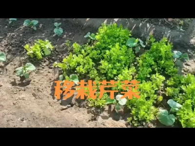 移栽芹菜注意事项#芹菜移栽