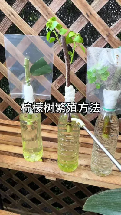 ��������������Ҫ�� #������ֲ #ݪֲС���� #����