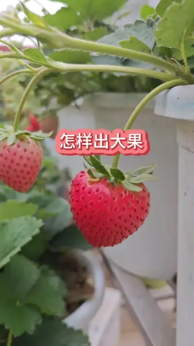 �����Ż��ò�ݮ���ø�������ݮ������Ҫ��#���Բ�ݮ #��ݮݪֲ #�ֲ�ݮ #��ݮʩ�� #��ݮ����Ҫ��