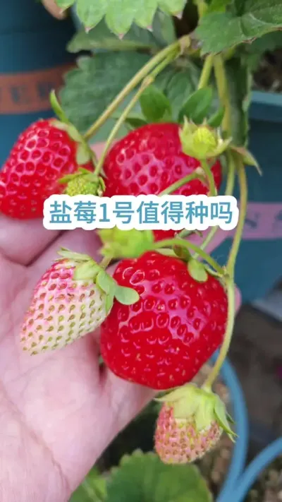 ��ݮ��ݪֲҪ����������ʲôƷ�ֺ����ĸ�Ʒ�ֵĲ�ݮ���� #��ݮݪֲ #���Բ�ݮ #��ݮ���� #��ݮ�� #�ֲ�ݮ