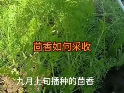 ������ռ�ʳ��Ҫ��