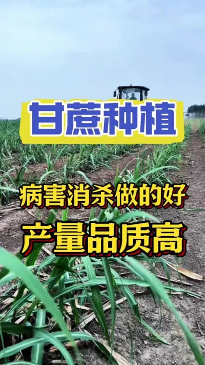 甘蔗第一次培完小土，一定要注意这两种病害#三农 #甘蔗种植 #甘蔗管理 #甘蔗施肥方法