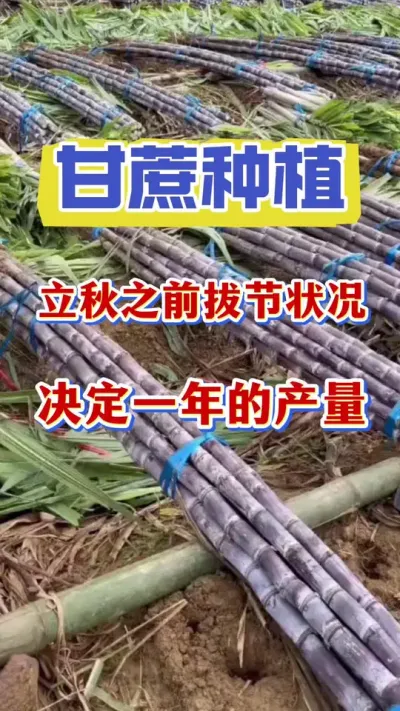 ����֮ǰ�����ܸ�����û������Ҳ���ܸ�����û�а�Ҷ��������Ҫ�������������Ȼһ�����ȫ����#����ݪֲ#����ν�#�������