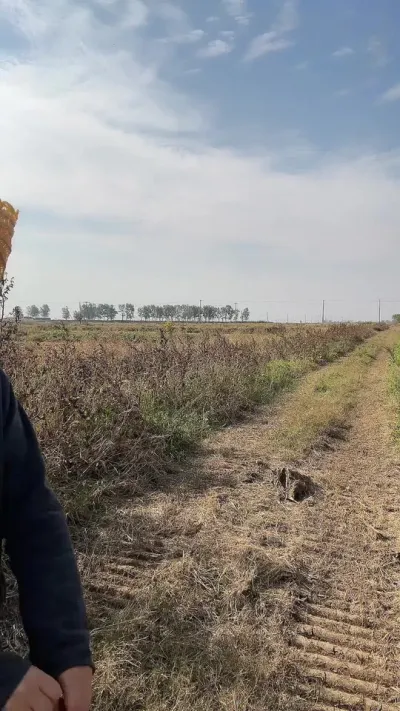 С��׳�˿������ػ����Ǯ��һ�������������#����ũҵ֪ʶ��ũ���������� #�����������Ļ���