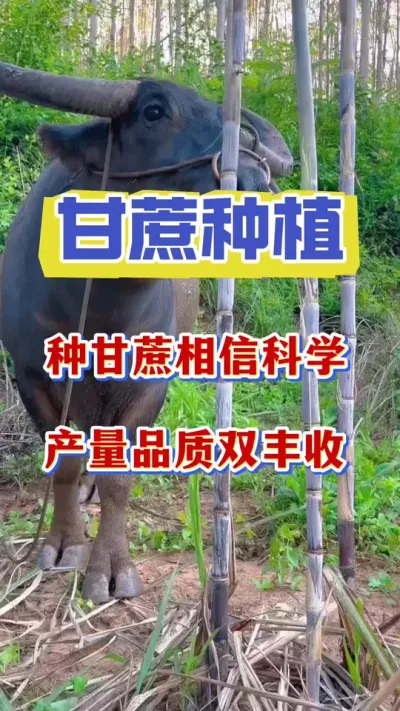 �ָ���Ҫ���ſ�ѧ����ѧ����������Ż��ָ��ߵĲ���#����ݪֲ#����ν� #������������