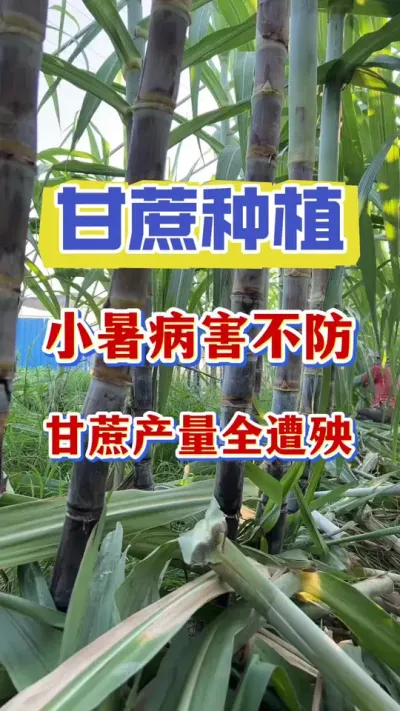 С�������������һ�����������#����ݪֲ #����