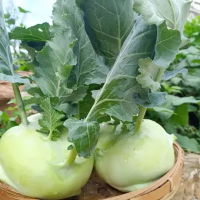 ���������������������������������������ϲ������٭ֱ���µ�ȥ�İ�#ԭ����Ƶ #����Ȼ��ɫʳ�� #���� #��ũ������ #�ҵĲ�԰��