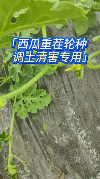 中晚西瓜轮种，重茬变净地！ #西瓜种植 #西瓜种植技术 #西瓜管理 #种西瓜 #三农流量扶持计划