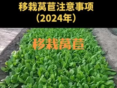 ����ݫ��ע�����2024�꣩