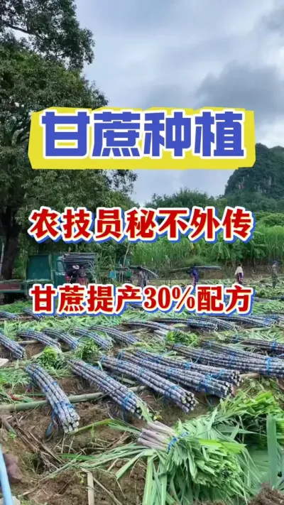 ����ũ�ܲ������ĸ����������Ҫ������ϧ90%�����綼û����#����ݪֲ#�������#����ν�