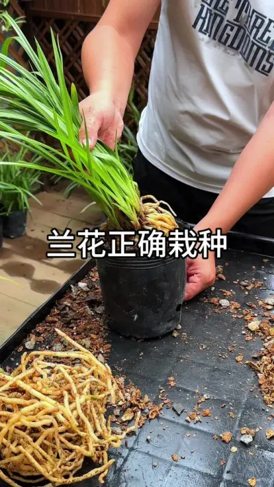 刚买回来的兰花，如何栽种#花卉绿植 #养花