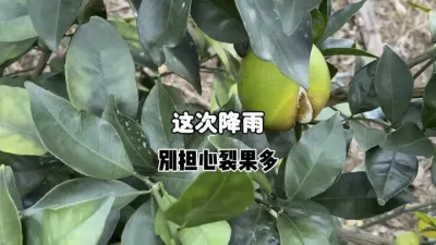 ǰ������ǳ����������ѹ���δ�� #��ũ #����ݪֲ #ũҵ #�ѹ� #�������� 