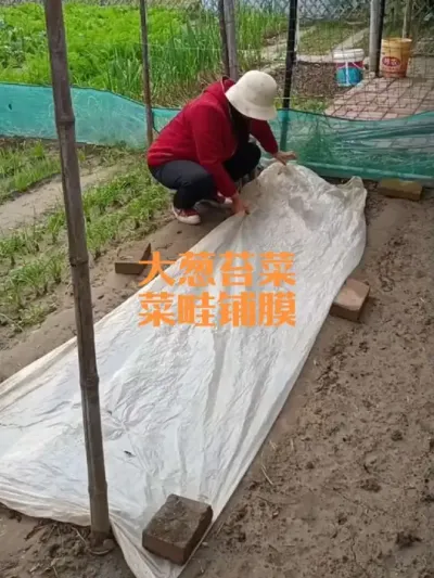 ���̦�˲�������ϱ�Ĥ