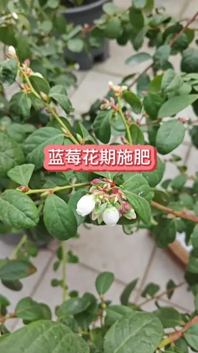 ����ݮ�Ż�����ôʩ������ݮ������Ҫ������ݮ��ݪֲ��������������ݮ#��ݮݪֲ #��ݮ���� #��ݮ�Ż� #��ݮʩ�� #����ݮ