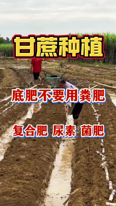 ˫�������������ָ���������ĵ׷���������#����ݪֲ#����ʩ��#�������