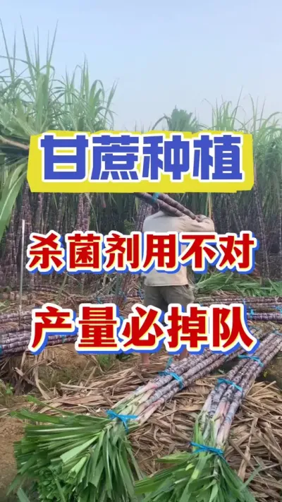 ����ν���ɱ�����ò��������������#����ݪֲ#����#�������