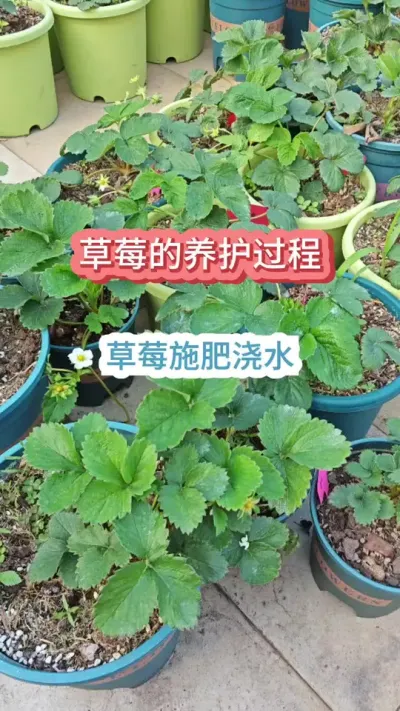 ��ݮ��ôʩ�ʽ�ˮ����ݮ��������������ݮ������Ҫ��#��ݮʩ�� #��ݮ����Ҫ�� #��ݮ #��ݮݪֲ #���Բ�ݮ