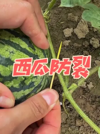 ���ϳ�����ھ�ϸ��ʱ����Ҫ���������ǩ����֦����������������ˮ̫�������#��ũ #����? #�����߰������� #������ũ #��ũ������