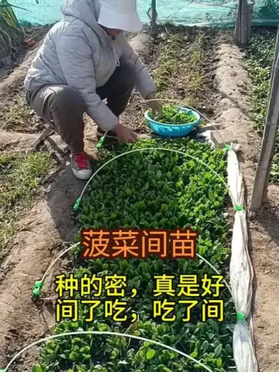 �����ֵ������