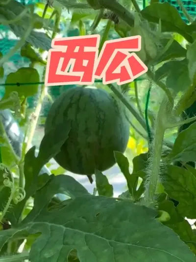 �Լ��ֵ��������ڿ�����������С������#����? #ԭ����Ƶ #����? #��ũ������ #�ֹϵù�