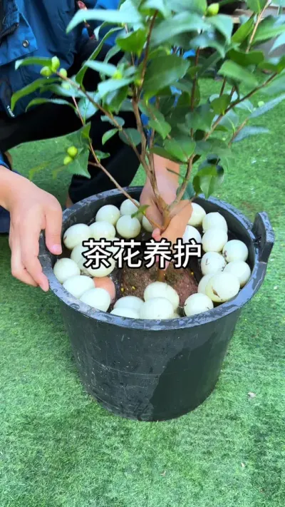 �軨��������#������ֲ #ݪֲС����