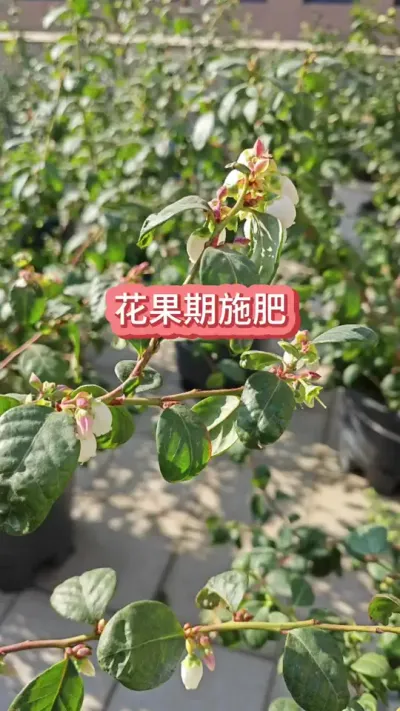 ��ݮ��ôݪֲ����ݮ�Ż�����ôʩ������ݮ��������ôʩ������ݮݪֲҪ��#��ݮݪֲ #������ݮ #��ݮ�� #����ݮ #��ݮʩ��