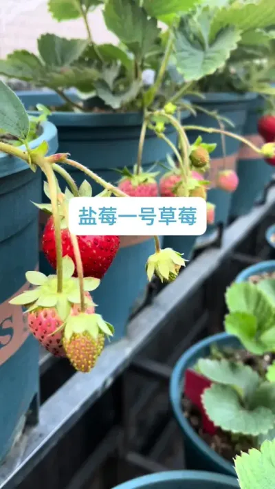 ��ݮ��ݪֲ��������ݮ1�Ų�ݮ��������ʲô��ݮ#��ݮݪֲ #��ݮ�� #�ֲ�ݮ #��ݮ���� #��ݮ��ժ԰