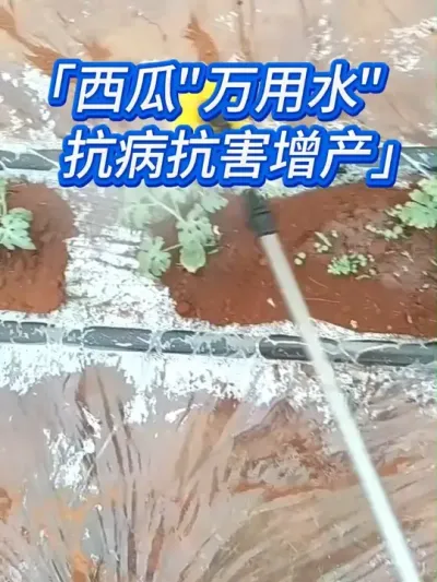 西瓜移栽后，怎样才能高产不得病害？ #西瓜种植 #西瓜种植技术 #种西瓜 #西瓜高产 #西瓜