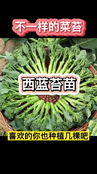 ����̦���������������ϲ������٭ץ��ݪֲ������#��ũ #ũҵݪֲ #ݪֲС֪ʶ #�����ŧ�&alpha; #ݪֲ֪ʶ