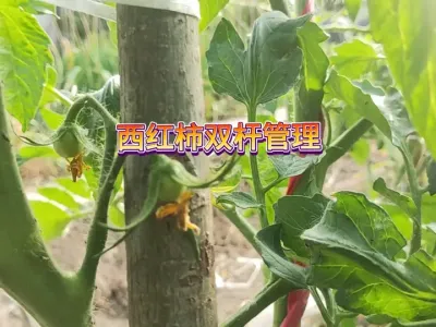 西红柿留的是双杆挂果，该怎么绑杆管理，绑错了会影响产量 #三农 #新农人计划2025 #种植小技巧 #番茄种植 #种菜 