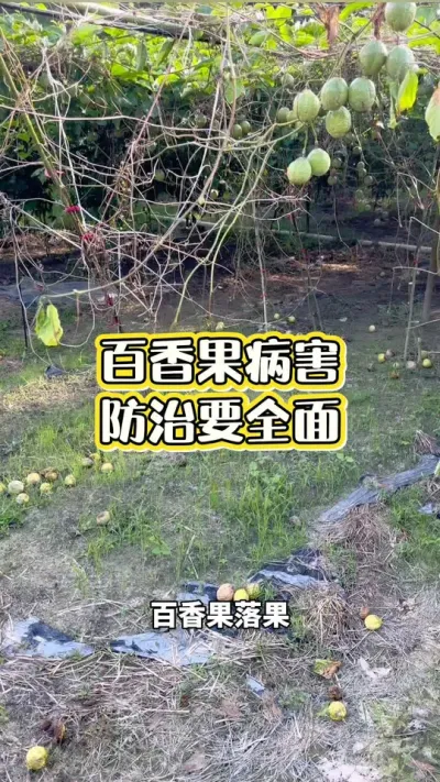 �������������Ҫ��ȫ#�����ݪֲ #������������� #�ƽ�����ݪֲ���� #�����ݪֲ���� #��ΰ��