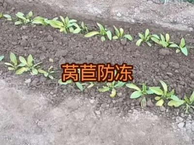 ��罵��ݫ�ķ���