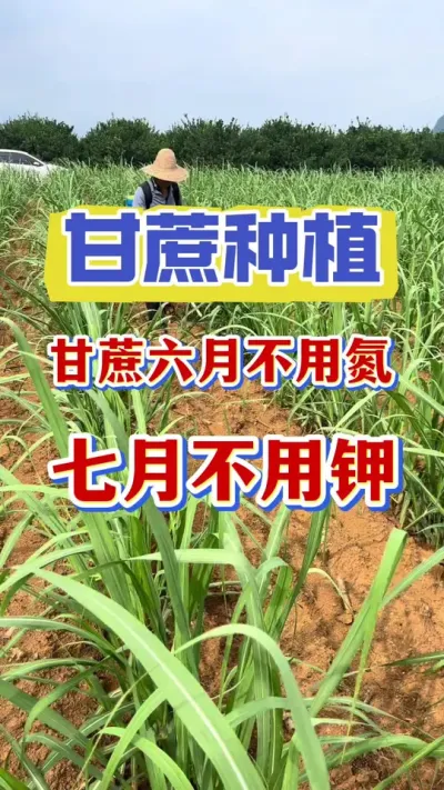 �ָ������²��ص������²��ؼ�#����ݪֲ #����ν� #��������