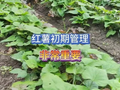 Ҫ����ں�����Ĵ��Ķ������һ����������Ҫ������Ҫ��ܼ��� #��ũ #ũҵݪֲ #��ũ������ #ݪֲС���� #�ֺ��� 