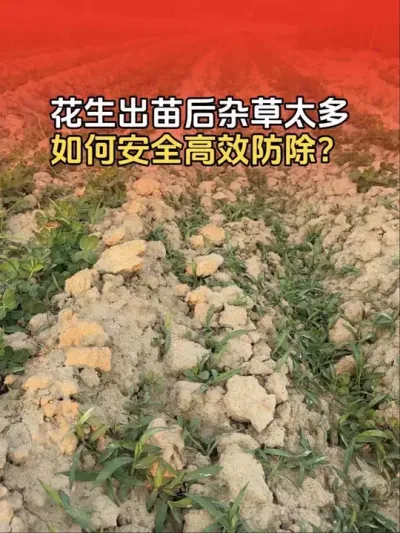 花生出苗后满地杂草，如何安全高效防除？#花生高产种植 #传播农业小知识 #分享农业知识帮农民增产增收 #花生种植 #花生高产管理