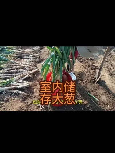 �������������У�2024�꣩