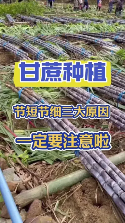 甘蔗节短节细的三大原因，你一定要知道#甘蔗 #甘蔗种植 #甘蔗施肥方法