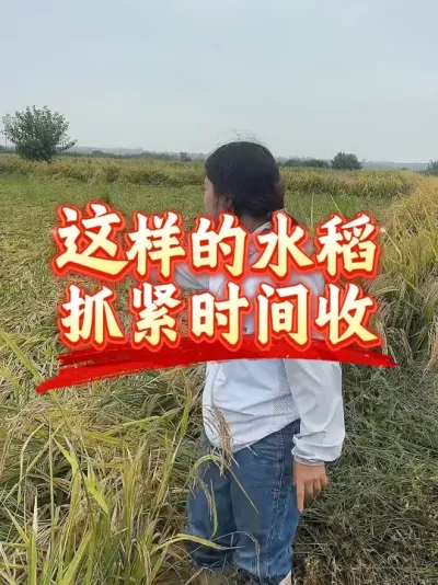 ������ˮ��������ʭ���ˮ�����и�8-9������ץ��ʱ���հ�#����ũҵ֪ʶ��ũ���������� #�����������Ļ��� #ˮ���ո�