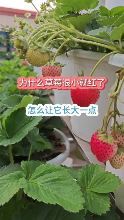 ��ô�Ż��ò�ݮ���ô�һ������ݮ��С�ͺ�����ʲôԵ��ԭ������ݮ����������#�ֲ�ݮ #��ݮݪֲ #��ݮ���� #��ݮʩ�� #���Բ�ݮ