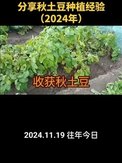 ����ݪֲ������������2024�꣩