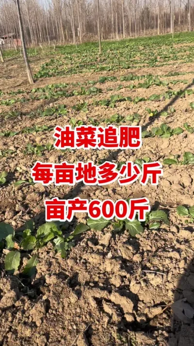 �Ͳ�׷��ÿĶ�ؼ���Ķ��600��#�Ͳ�ݪֲ #�Ͳ�ݪֲ���� #�Ͳ˸߲� #�Ͳ����� #�Ͳ�׷��