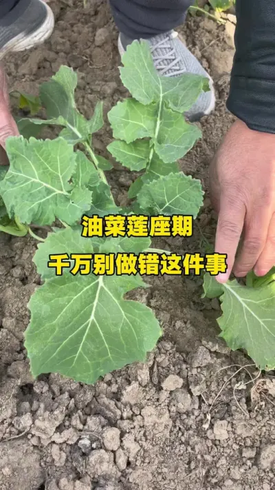 �Ͳ���������������������#�Ͳ�ݪֲ#�Ͳ�ݪֲ���� #�Ͳ˸߲� #�Ͳ�����