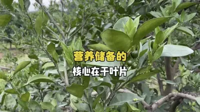 柑橘保花保果的核心是叶片的长势和数量 #柑橘种植 #农业 #三农 #果树管理 #保花保果 