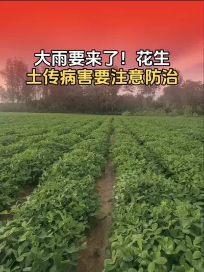 ����Ҫ��������������¸�ʪ�����շ��������������׾����������������Ӱ�컨��������ע�ط��Σ�#�����߲� #�����߲�ݪֲ #����ݪֲ #�����߲�ȫ��ģʽ������ #����ũҵ֪ʶ��ũ����������