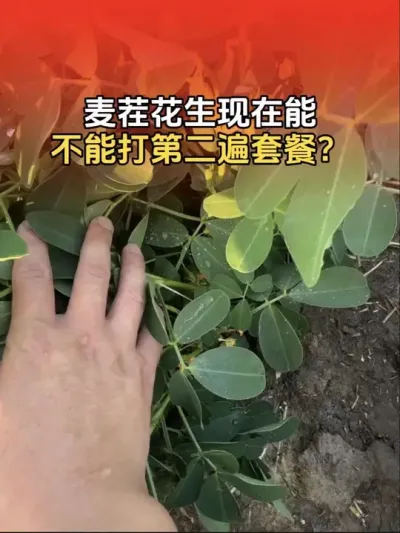 ��绨�������ܲ��ɴ�ڶ�������ײ���#�����߲� #�����߲�ݪֲ #����ݪֲ #����ݪֲ�������� #����ũҵ֪ʶ��ũ����������