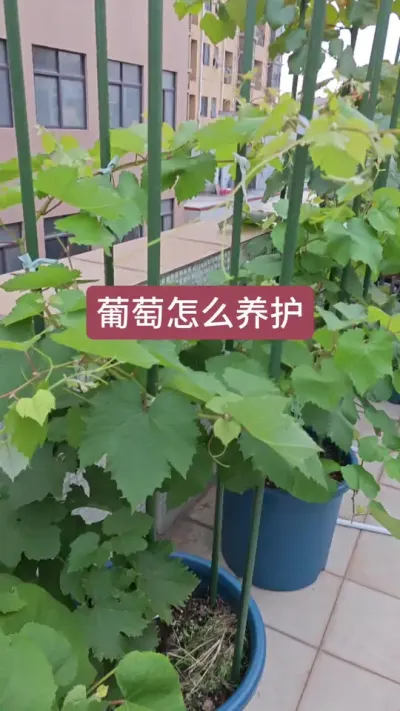 ��������ʲô�������ѵ�ݪֲҪ�������ѵ�����Ҫ��#����ݪֲ #����ݪֲ���� #����ݪֲҪ�� #�������� #������